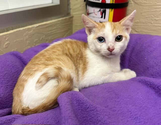 Coral, an adoptable Tabby in Parlier, CA, 93648 | Photo Image 1