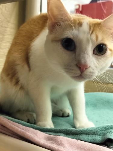 Coral, an adoptable Tabby in Parlier, CA, 93648 | Photo Image 1
