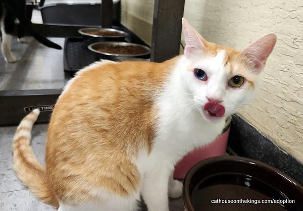 Coral, an adoptable Tabby in Parlier, CA, 93648 | Photo Image 1