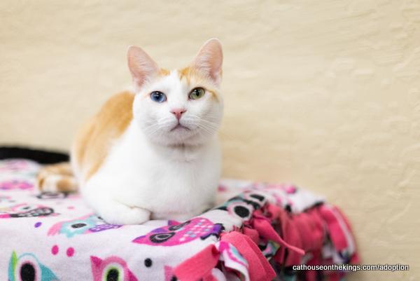 Coral, an adoptable Tabby in Parlier, CA, 93648 | Photo Image 1