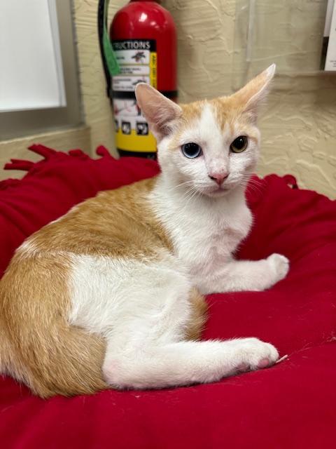 Coral, an adoptable Tabby in Parlier, CA, 93648 | Photo Image 3