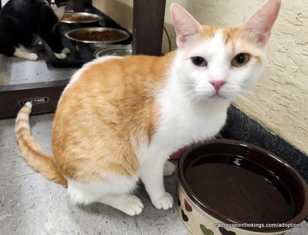 Coral, an adoptable Tabby in Parlier, CA, 93648 | Photo Image 3