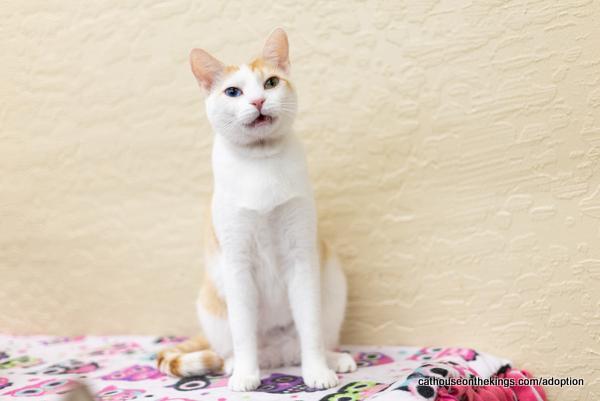 Coral, an adoptable Tabby in Parlier, CA, 93648 | Photo Image 3