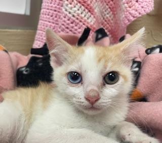 Coral, an adoptable Tabby in Parlier, CA, 93648 | Photo Image 4