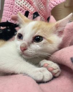 Coral, an adoptable Tabby in Parlier, CA, 93648 | Photo Image 5
