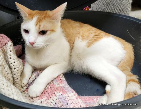 Coral, an adoptable Tabby in Parlier, CA, 93648 | Photo Image 6