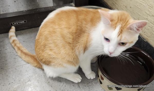 Coral, an adoptable Tabby in Parlier, CA, 93648 | Photo Image 6