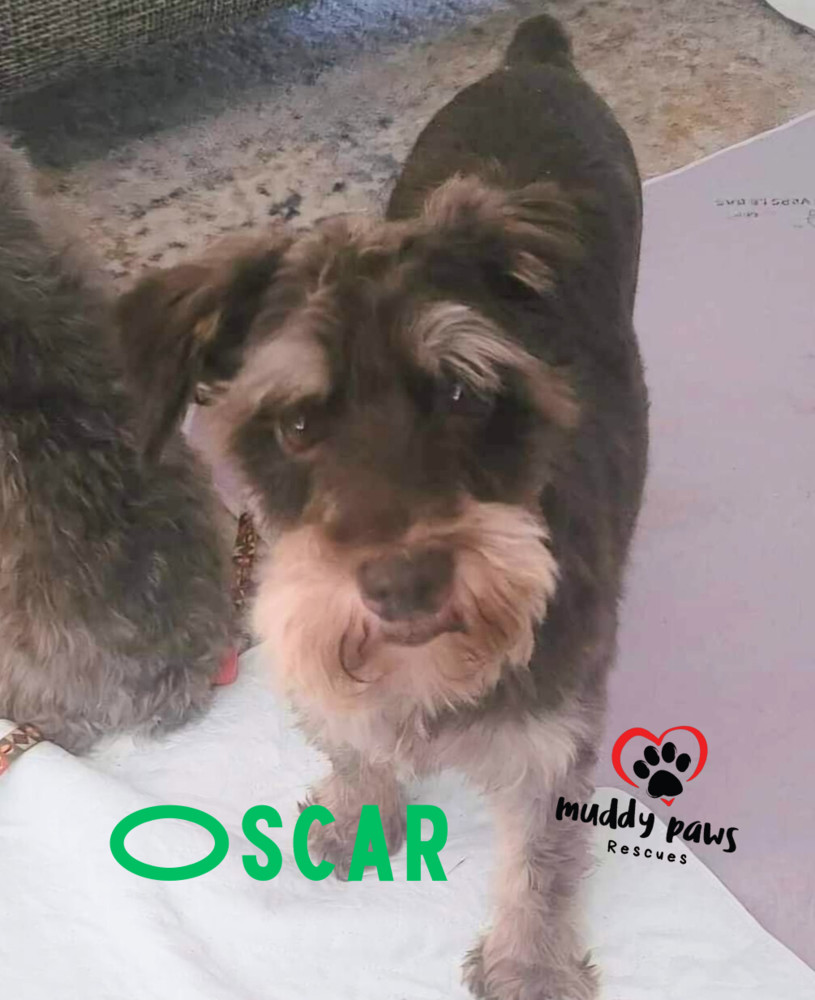 Oscar, an adoptable Schnauzer in Council Bluffs, IA, 51503 | Photo Image 2