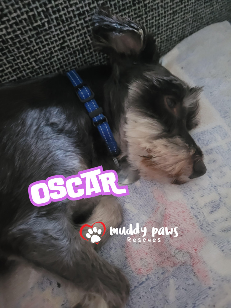 Oscar, an adoptable Schnauzer in Council Bluffs, IA, 51503 | Photo Image 3