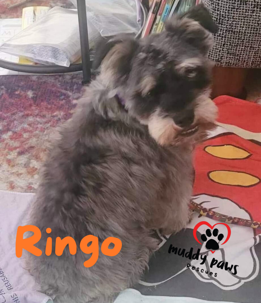 Ringo