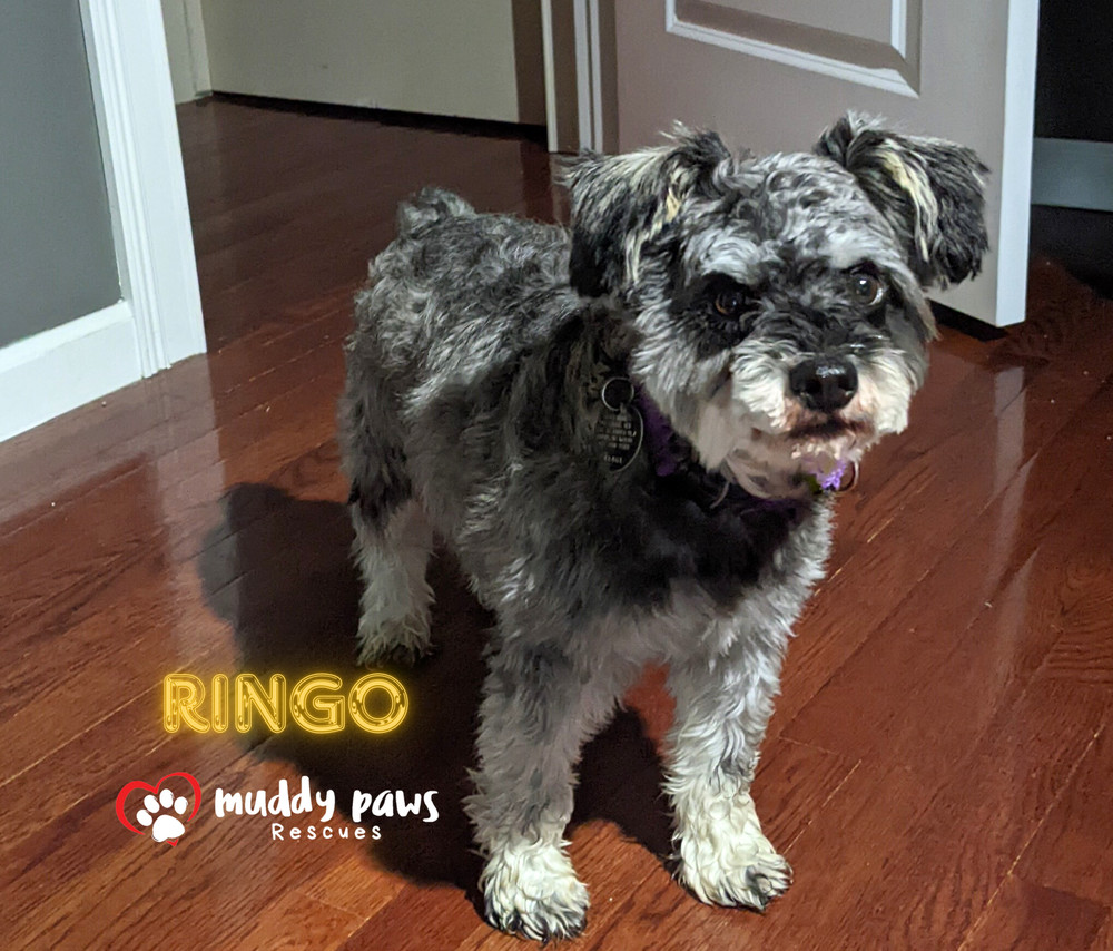 Ringo - No Longer Accepting Applications, an adoptable Schnauzer in Council Bluffs, IA, 51503 | Photo Image 1