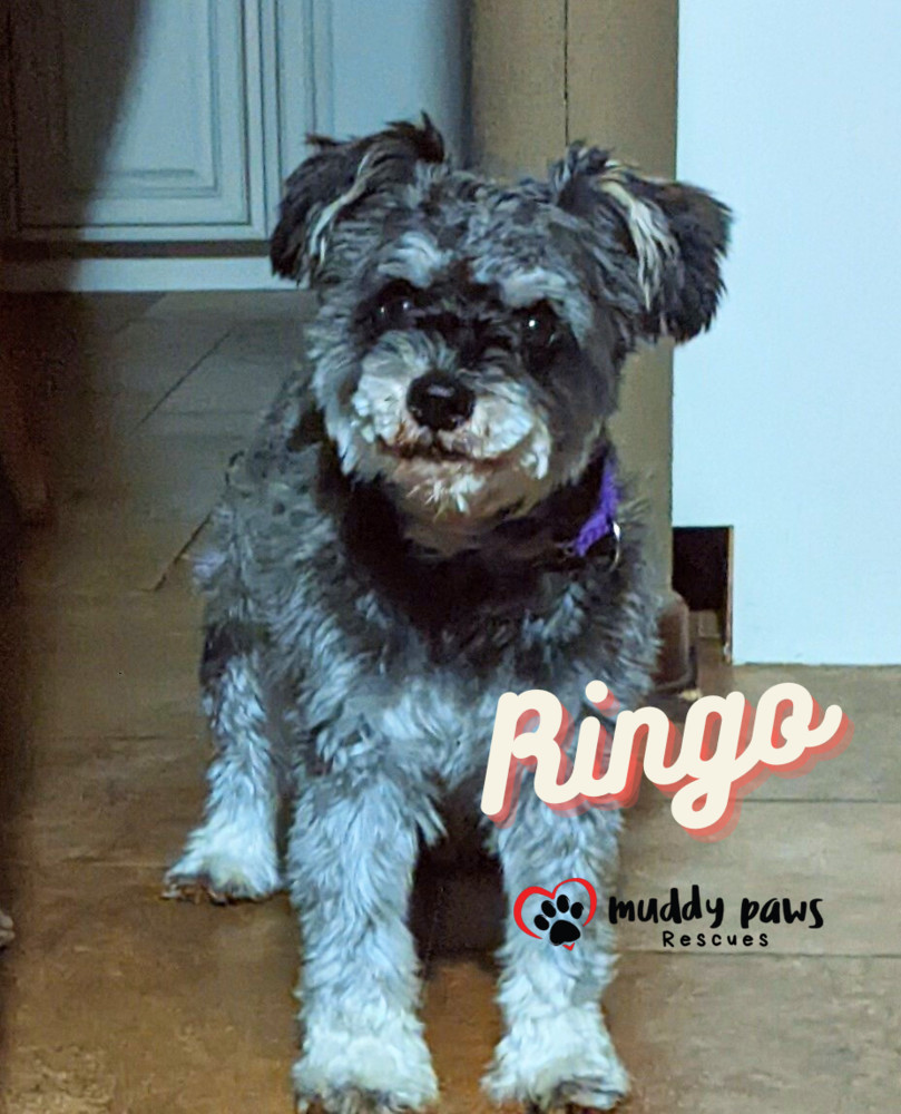 Ringo - No Longer Accepting Applications, an adoptable Schnauzer in Council Bluffs, IA, 51503 | Photo Image 2