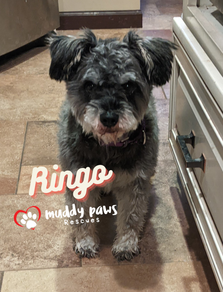 Ringo - No Longer Accepting Applications, an adoptable Schnauzer in Council Bluffs, IA, 51503 | Photo Image 3