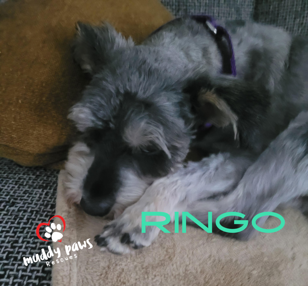 Ringo - No Longer Accepting Applications, an adoptable Schnauzer in Council Bluffs, IA, 51503 | Photo Image 4