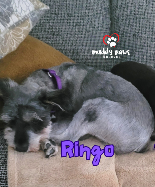 Ringo - No Longer Accepting Applications, an adoptable Schnauzer in Council Bluffs, IA, 51503 | Photo Image 5