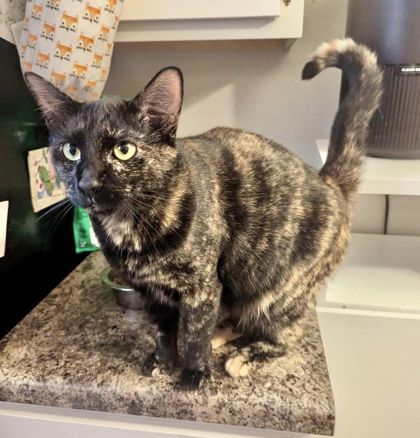 Marble, an adoptable Domestic Short Hair in Savannah, GA, 31410 | Photo Image 1