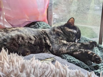 Marble, an adoptable Domestic Short Hair in Savannah, GA, 31410 | Photo Image 2