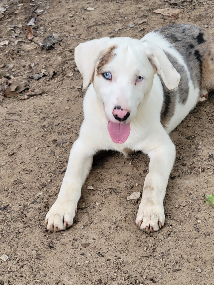 Yalena- (K&K's), an adoptable Australian Shepherd, Shetland Sheepdog / Sheltie in Baileyville , ME, 04694 | Photo Image 1