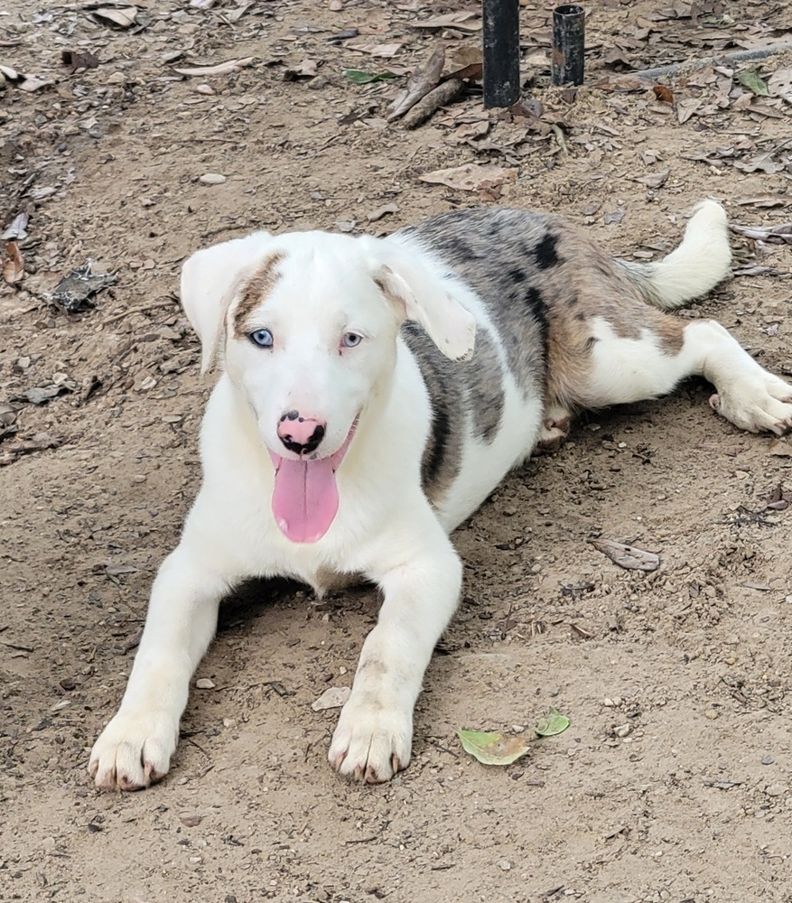 Yalena- (K&K's), an adoptable Australian Shepherd, Shetland Sheepdog / Sheltie in Baileyville , ME, 04694 | Photo Image 2