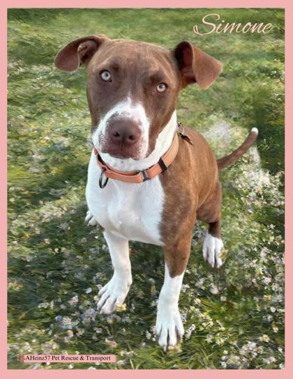 Simone, an adoptable Pit Bull Terrier, Mixed Breed in De Soto, IA, 50069 | Photo Image 1