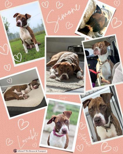 Simone, an adoptable Pit Bull Terrier, Mixed Breed in De Soto, IA, 50069 | Photo Image 2