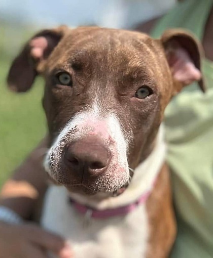 Simone, an adoptable Pit Bull Terrier, Mixed Breed in De Soto, IA, 50069 | Photo Image 3