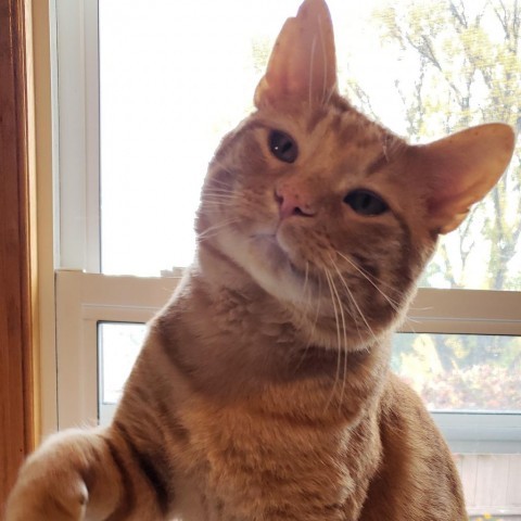 Frontier, an adoptable Domestic Short Hair in Bismarck, ND, 58507 | Photo Image 1