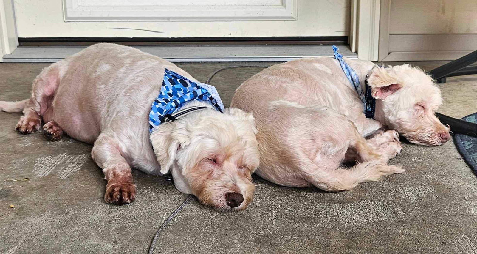 Jon, an adoptable Havanese in Gulfport, MS, 39503 | Photo Image 2