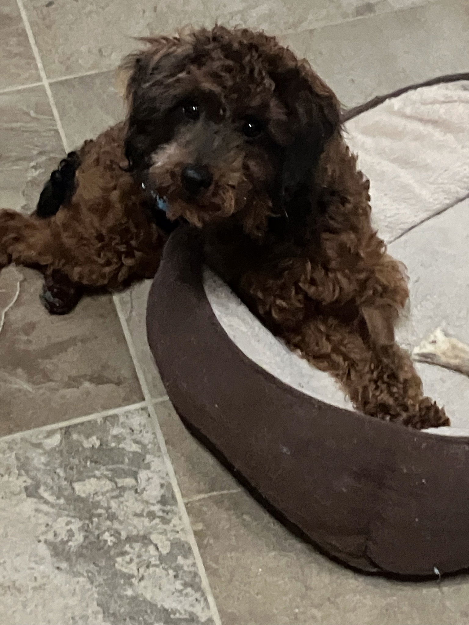 Reef, an adoptable Poodle in Valrico, FL, 33596 | Photo Image 1
