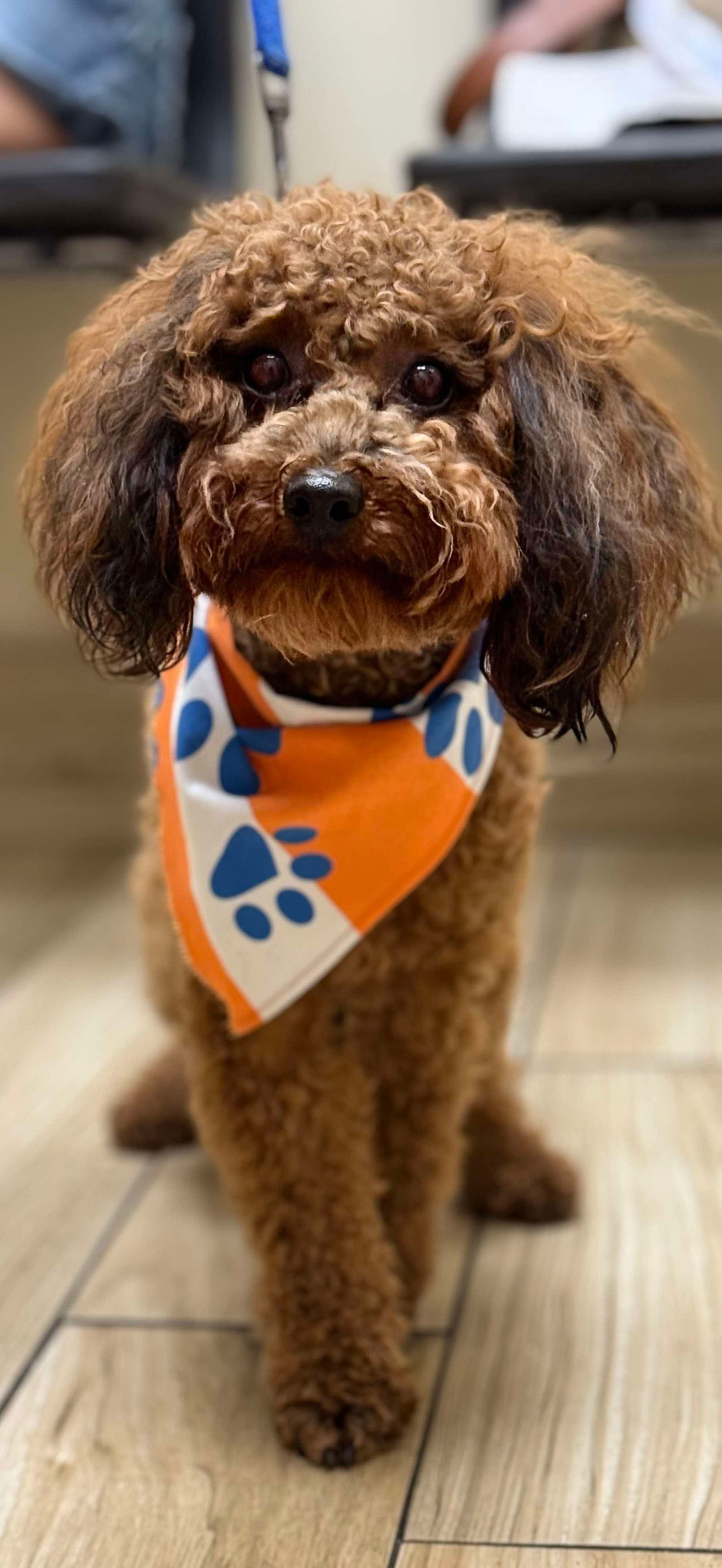 Reef, an adoptable Poodle in Valrico, FL, 33596 | Photo Image 1