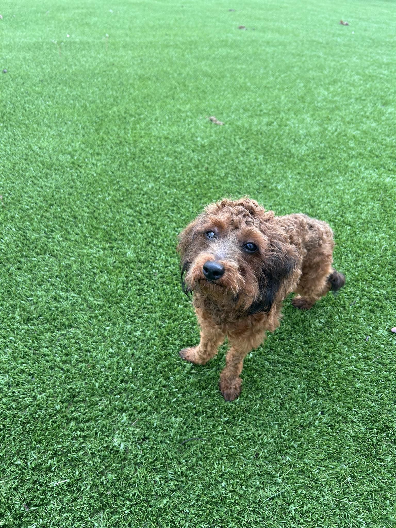 Reef, an adoptable Poodle in Valrico, FL, 33596 | Photo Image 2