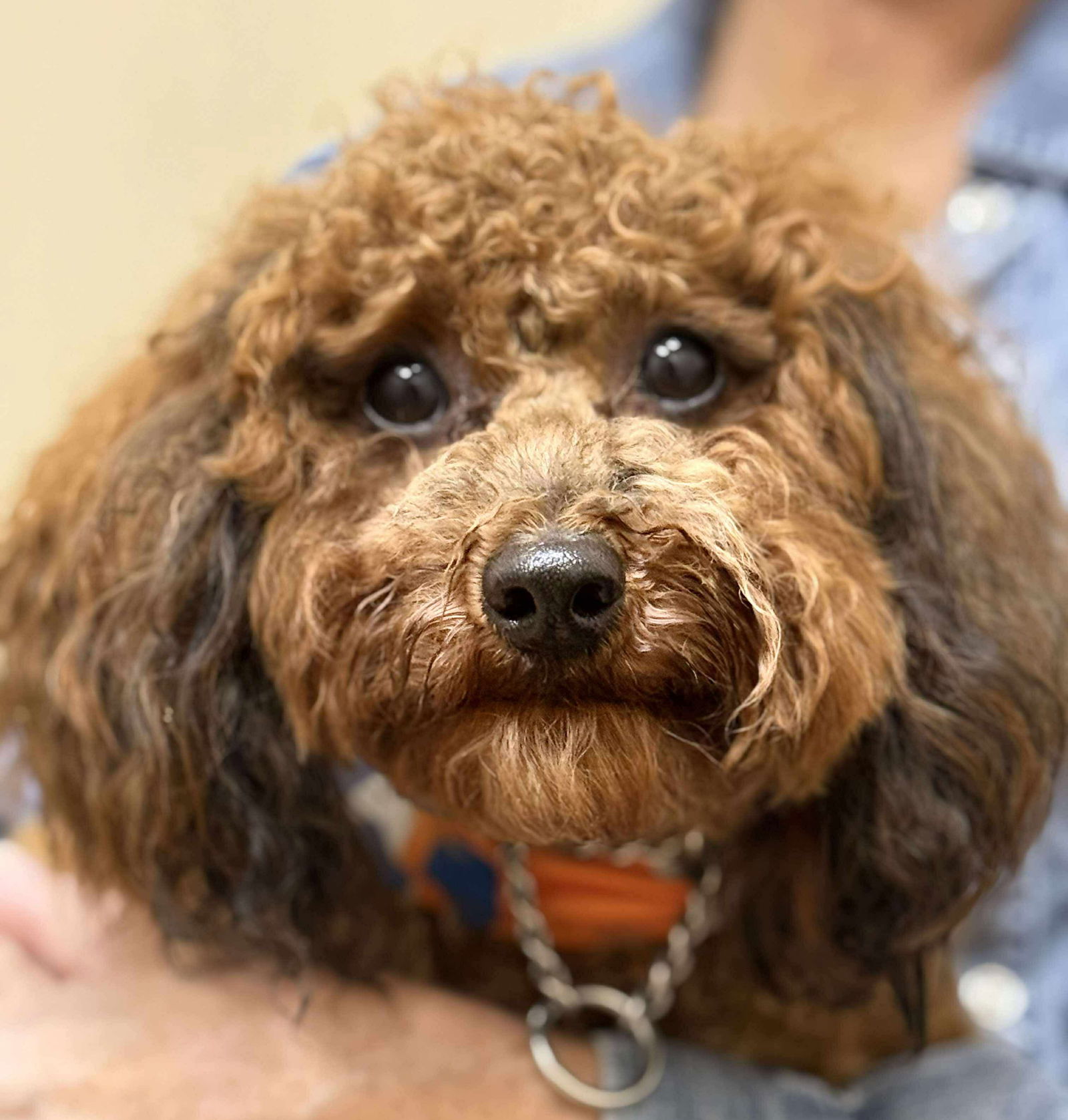 Reef, an adoptable Poodle in Valrico, FL, 33596 | Photo Image 2