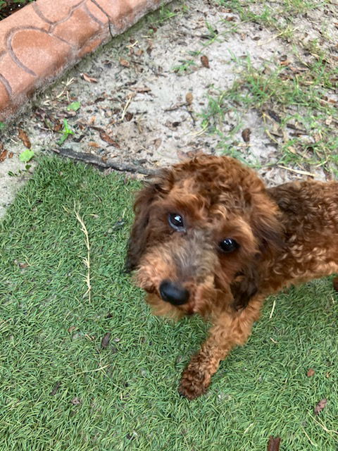 Reef, an adoptable Poodle in Valrico, FL, 33596 | Photo Image 3