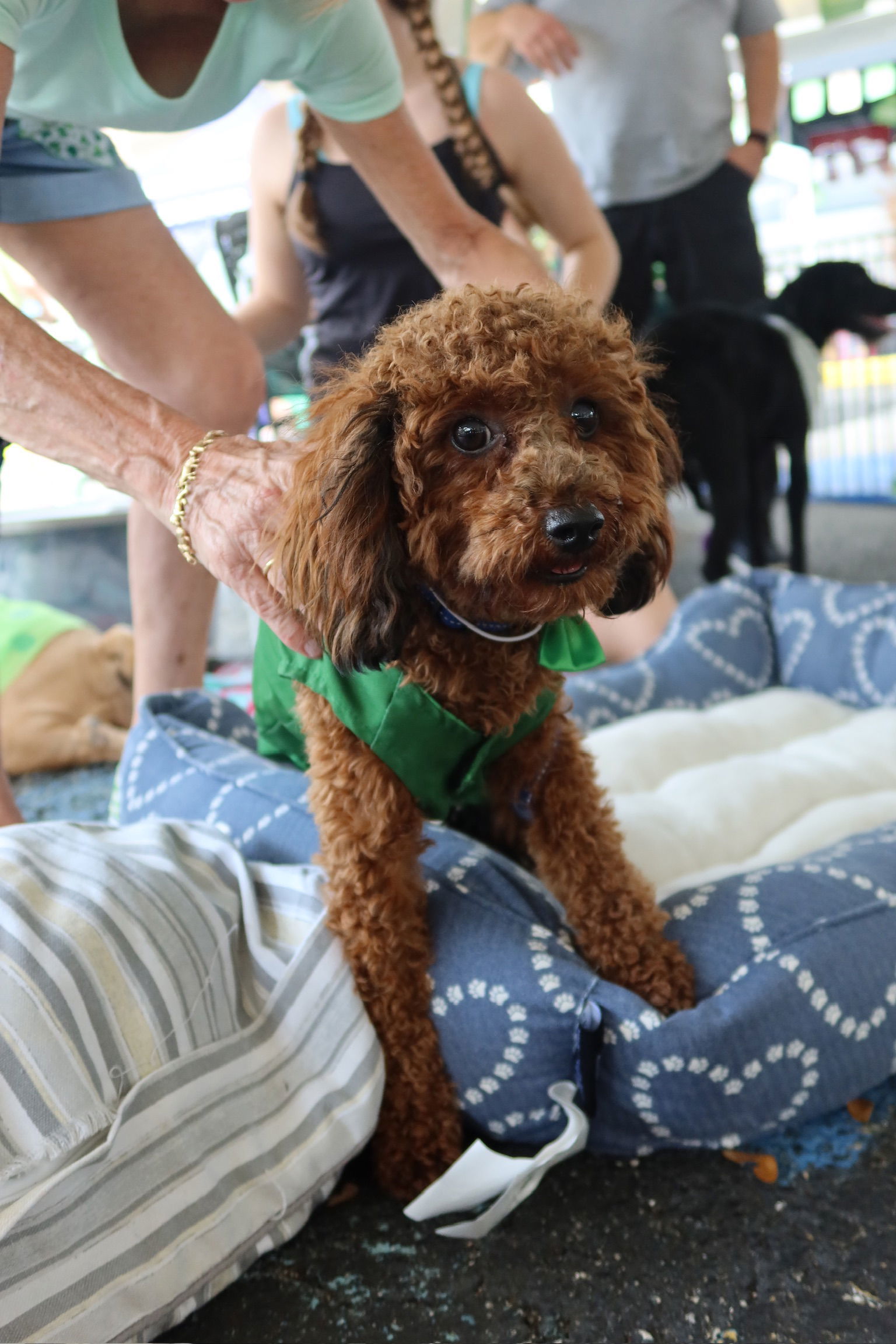 Reef, an adoptable Poodle in Valrico, FL, 33596 | Photo Image 3