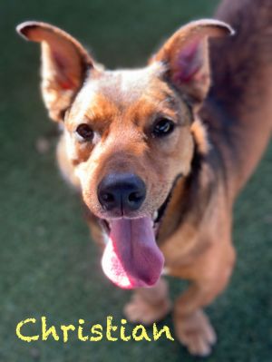 Christian, Adult Male Chihuahua