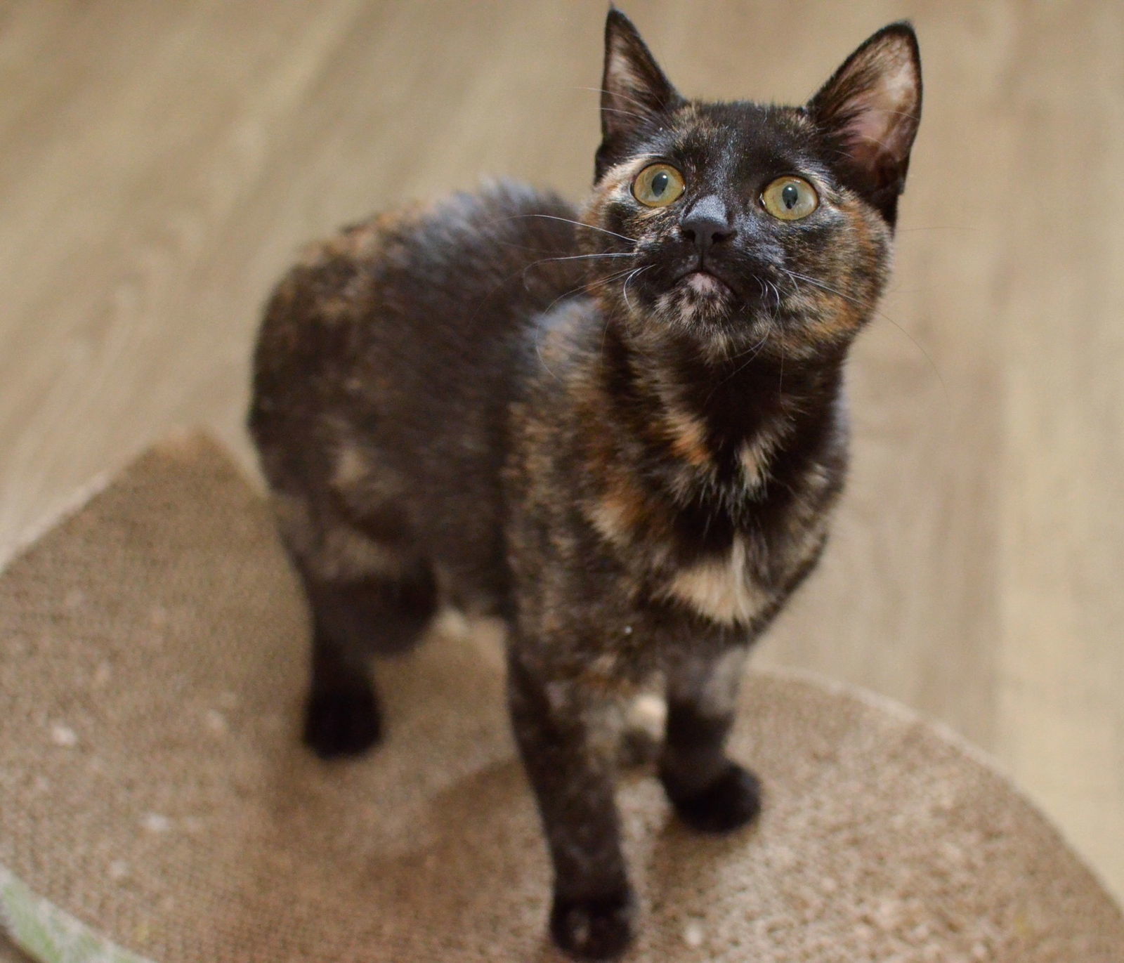 Evie, an adoptable Domestic Short Hair, Tortoiseshell in Springfield, OR, 97475 | Photo Image 1
