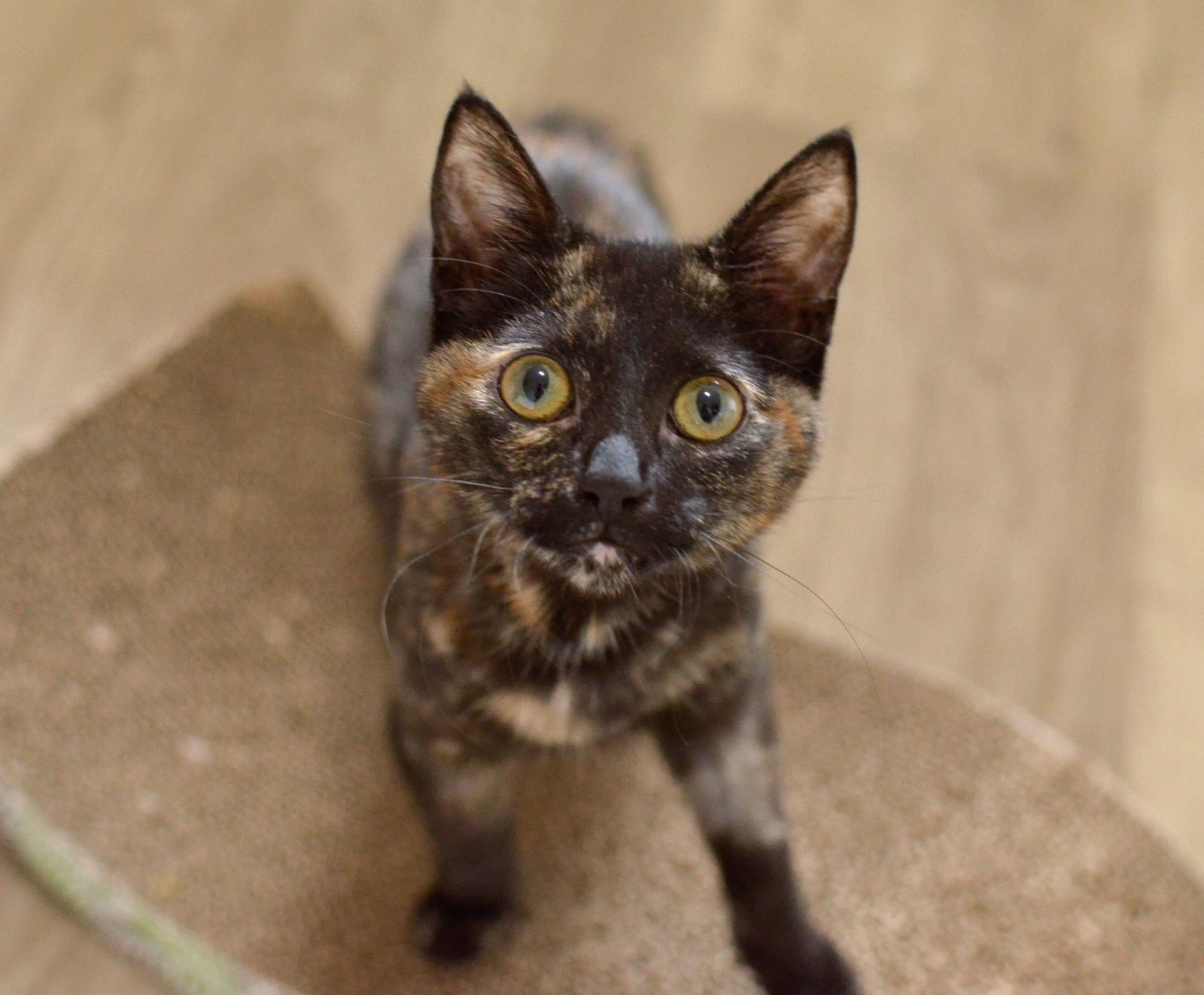 Evie, an adoptable Domestic Short Hair, Tortoiseshell in Springfield, OR, 97475 | Photo Image 5