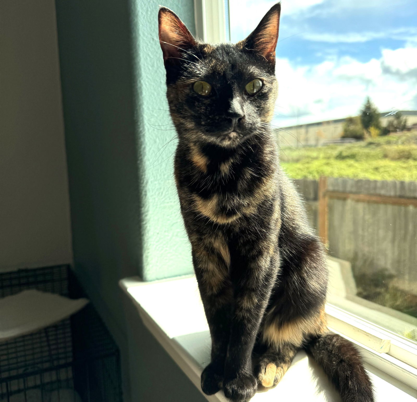 Evie, an adoptable Domestic Short Hair, Tortoiseshell in Springfield, OR, 97475 | Photo Image 6