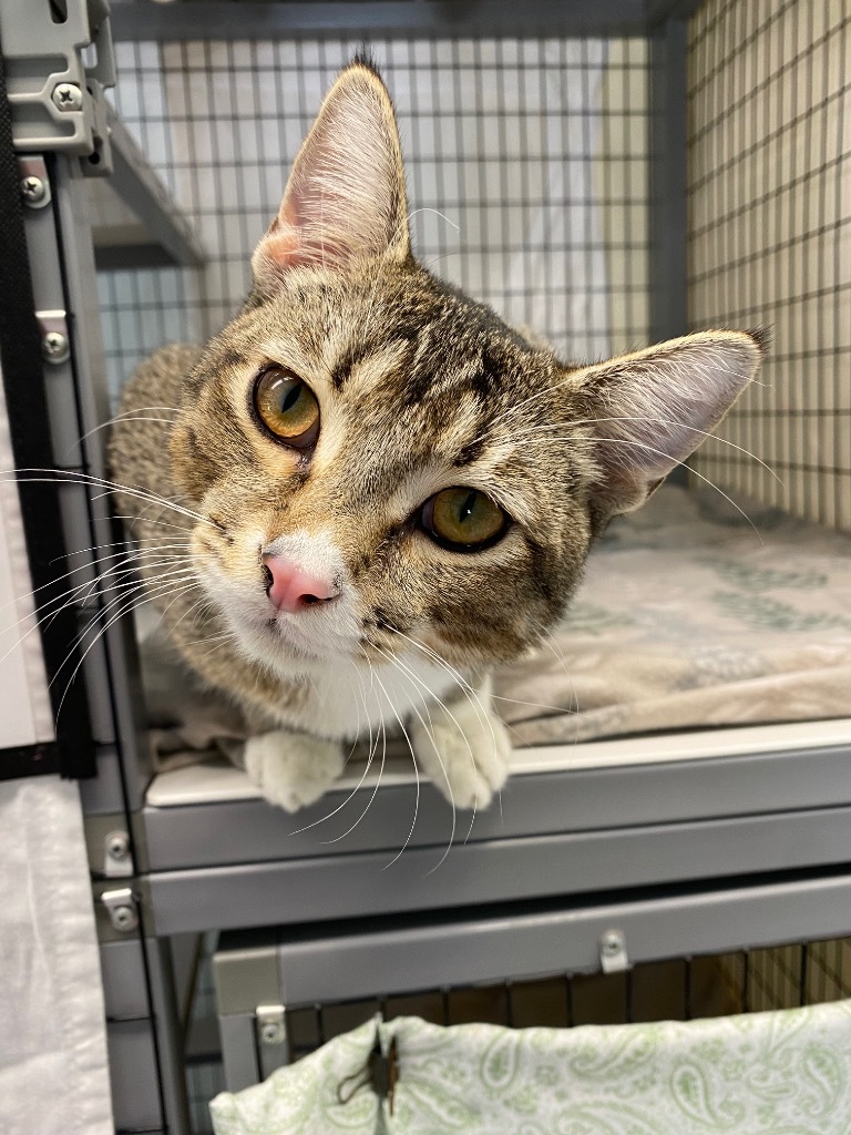 Fennel, an adoptable Domestic Short Hair in Grants Pass, OR, 97526 | Photo Image 1