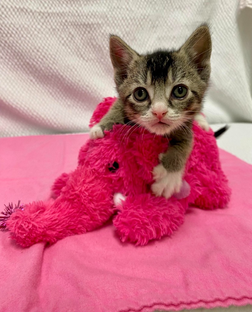 Fennel, an adoptable Domestic Short Hair in Grants Pass, OR, 97526 | Photo Image 2