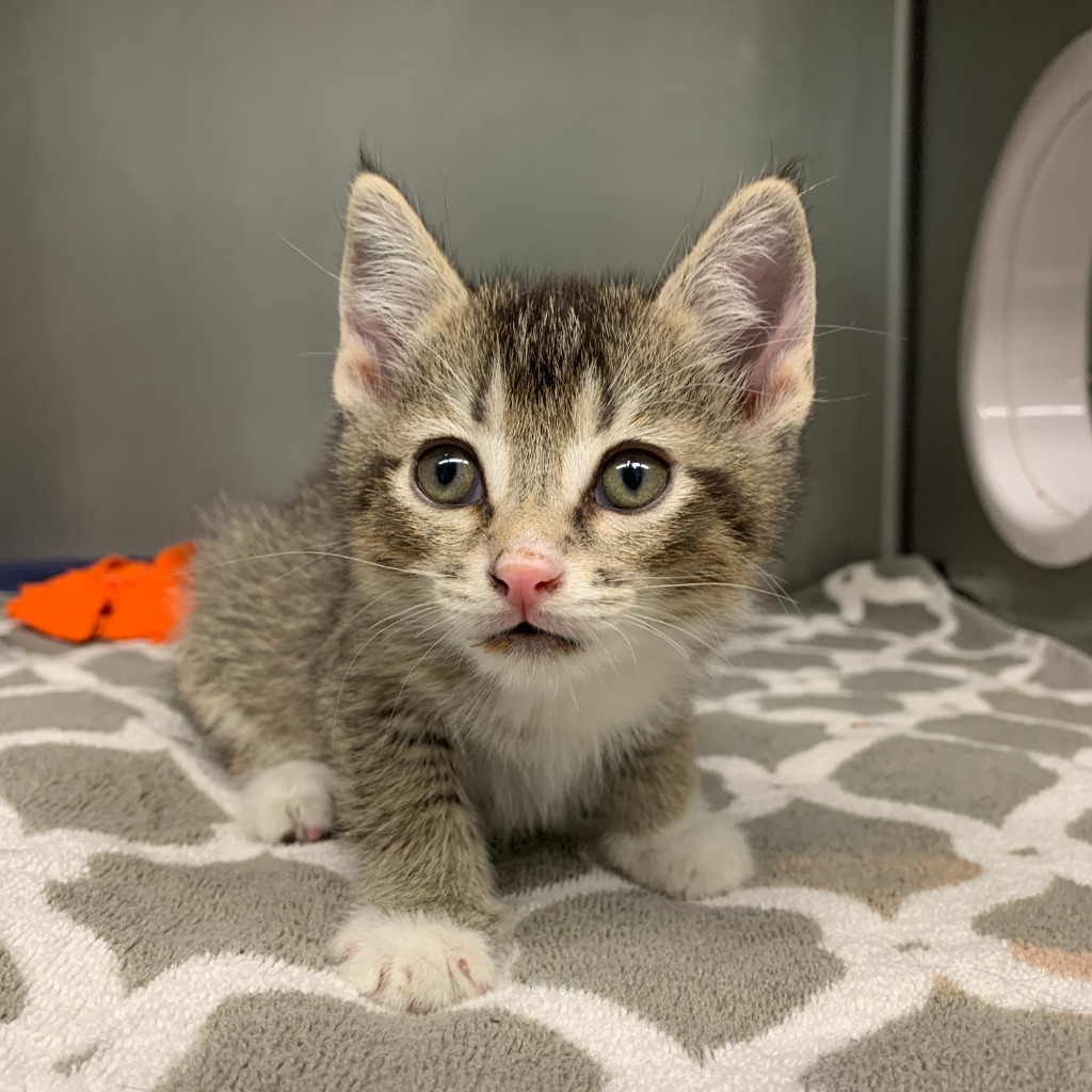 Fennel, an adoptable Domestic Short Hair in Grants Pass, OR, 97526 | Photo Image 3