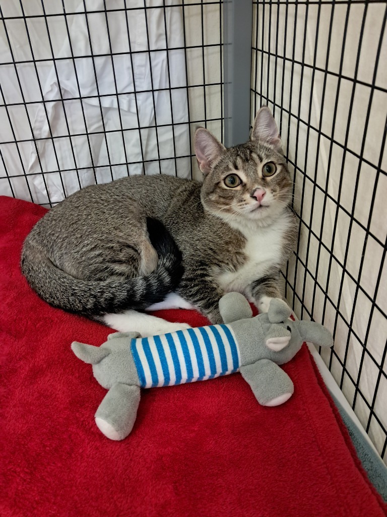 Fennel, an adoptable Domestic Short Hair in Grants Pass, OR, 97526 | Photo Image 5