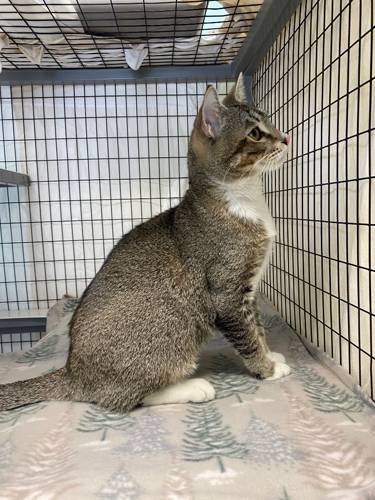 Fennel, an adoptable Domestic Short Hair in Grants Pass, OR, 97526 | Photo Image 6