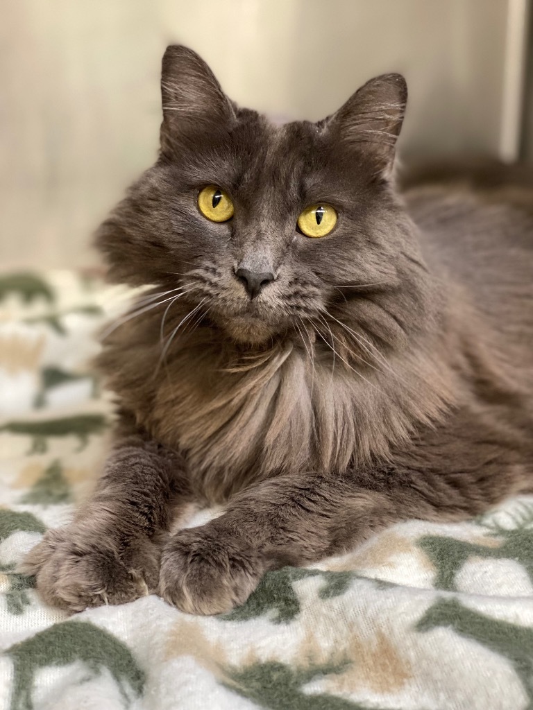 Gracie, an adoptable Domestic Long Hair in Grants Pass, OR, 97526 | Photo Image 1