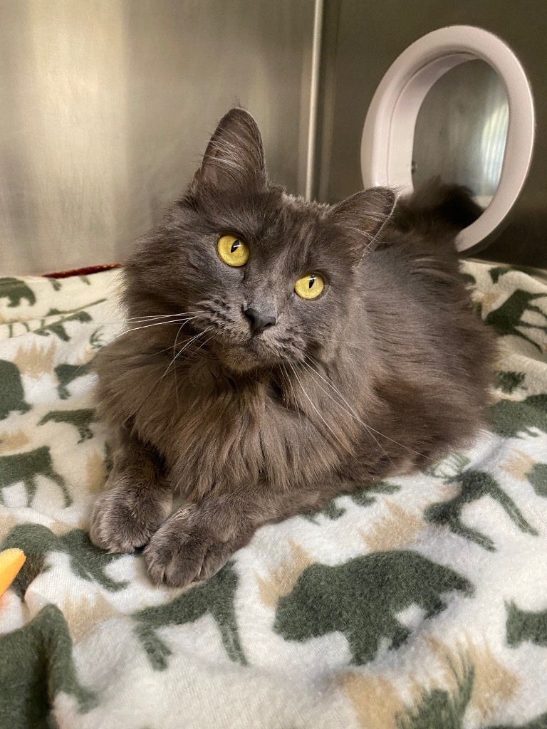 Gracie, an adoptable Domestic Long Hair in Grants Pass, OR, 97526 | Photo Image 2