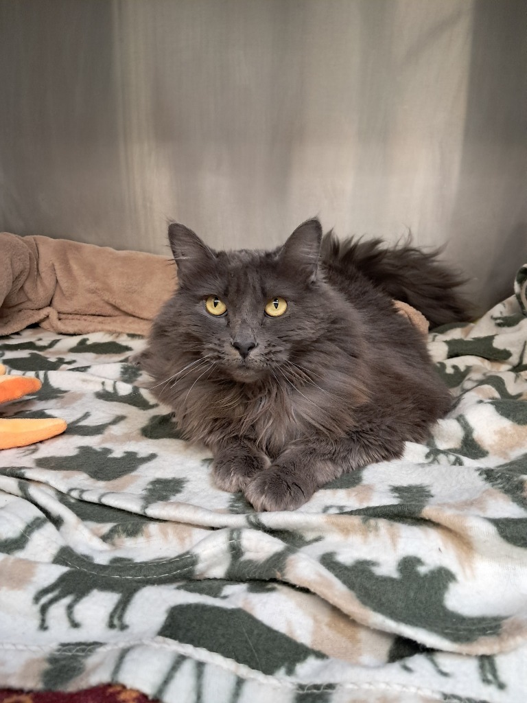 Gracie, an adoptable Domestic Long Hair in Grants Pass, OR, 97526 | Photo Image 3