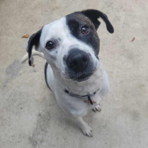 Buckles, an adoptable Pit Bull Terrier, Mixed Breed in Bend, OR, 97702 | Photo Image 1