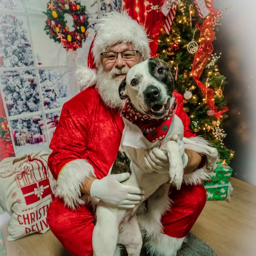 Buckles, an adoptable Pit Bull Terrier, Mixed Breed in Bend, OR, 97702 | Photo Image 1