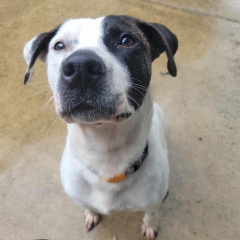 Buckles, an adoptable Pit Bull Terrier, Mixed Breed in Bend, OR, 97702 | Photo Image 2