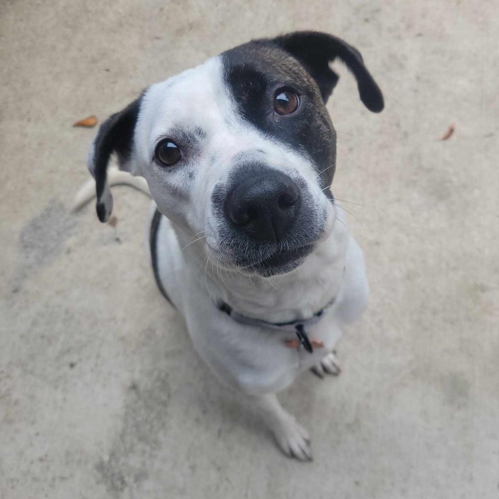 Buckles, an adoptable Pit Bull Terrier, Mixed Breed in Bend, OR, 97702 | Photo Image 2